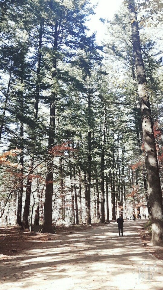 자연 20171029 단풍2.jpg