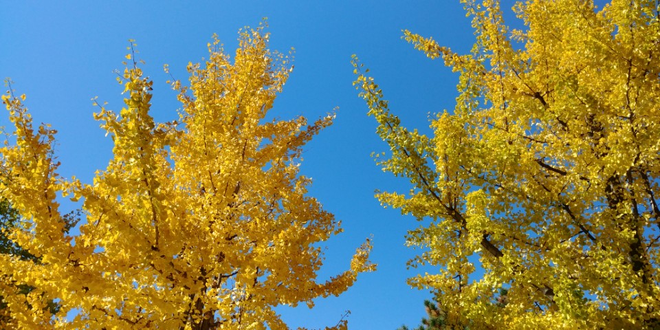 자연 20171029 단풍4.jpg