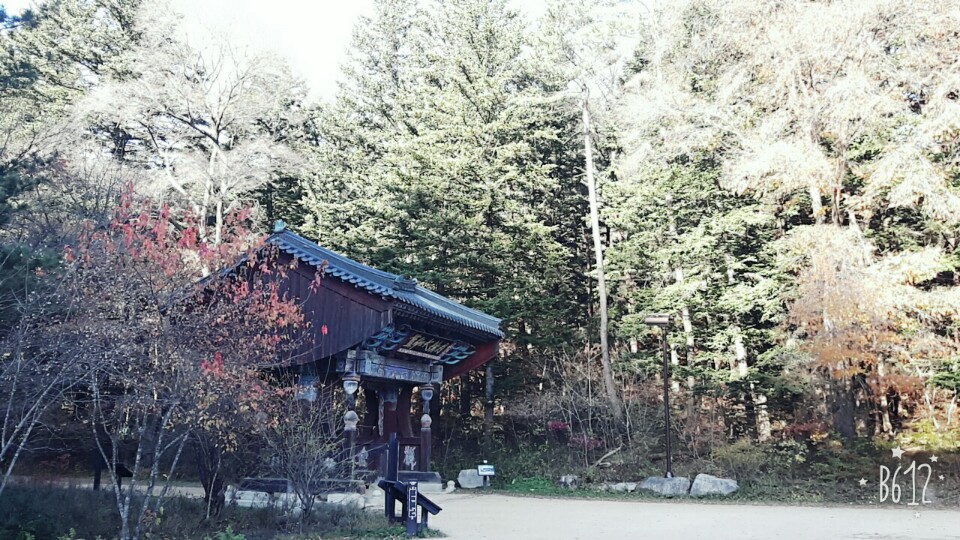 자연 20171029 단풍.jpg