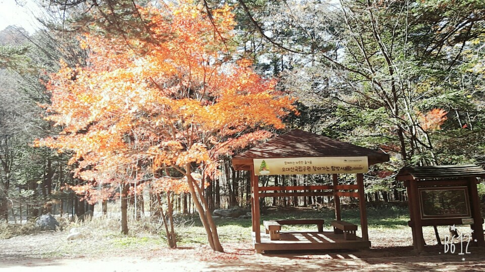 자연 20171029 단풍3.jpg