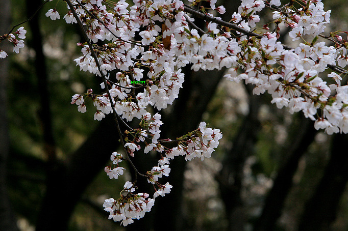 벚나무~3.JPG