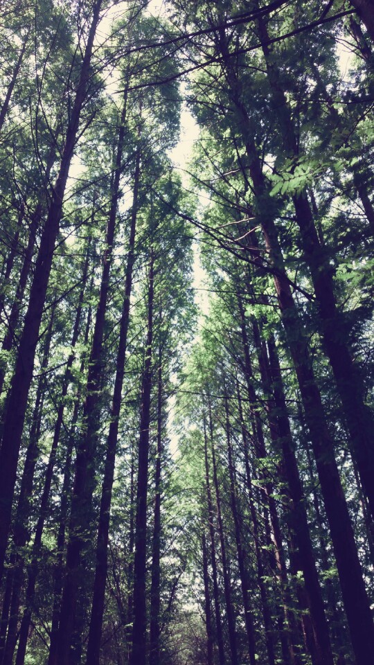 4팀.jpg : 필그린 7진_2015년 5월 24일 주일보고서