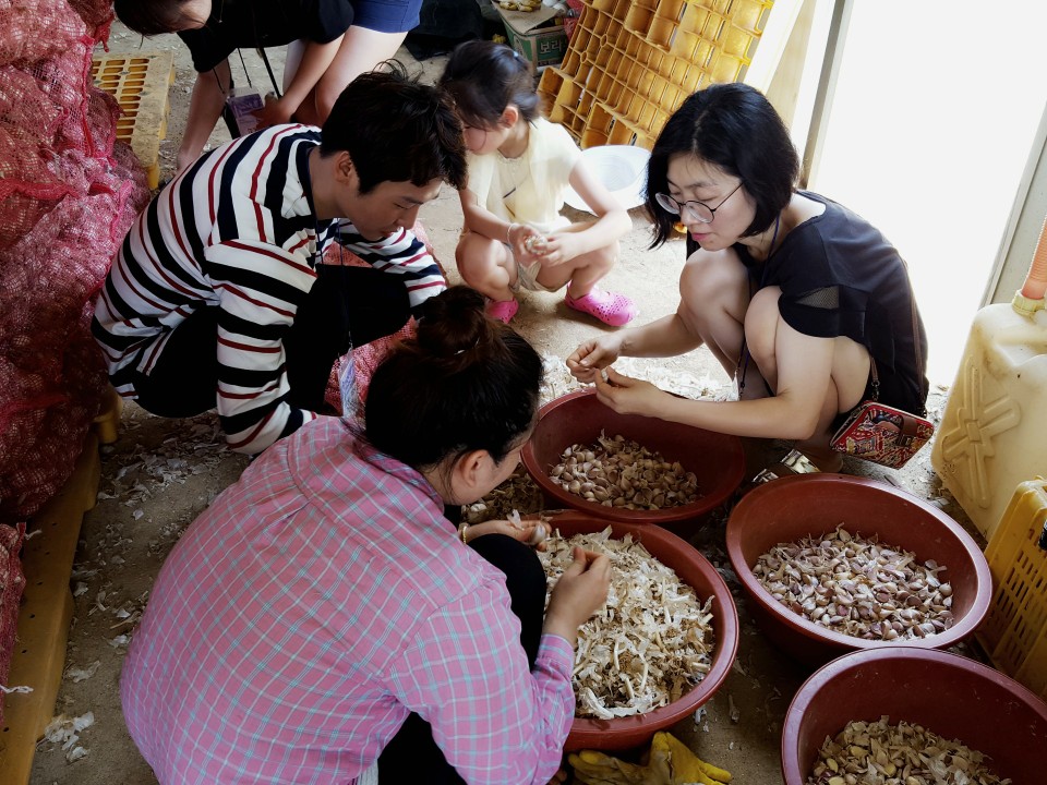 제주선교 고산 마늘.jpg
