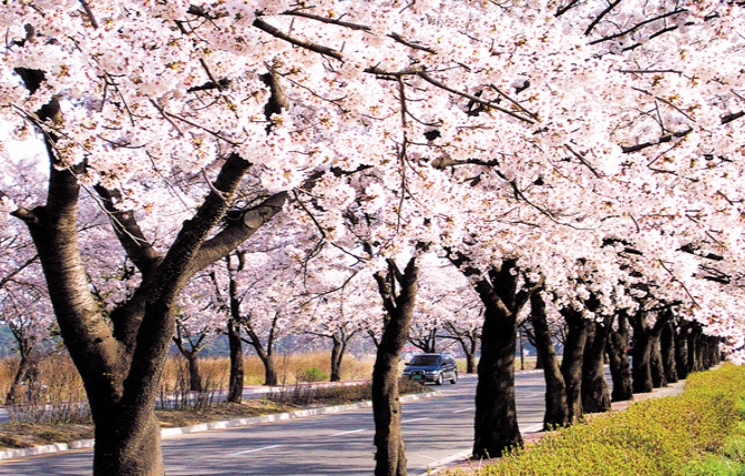 daum_net_20150409_221640.jpg : ♡ 사랑의 진수 ♡ 20진 ♡ 4월엔 영혼의 꽃을 피웁시다^^