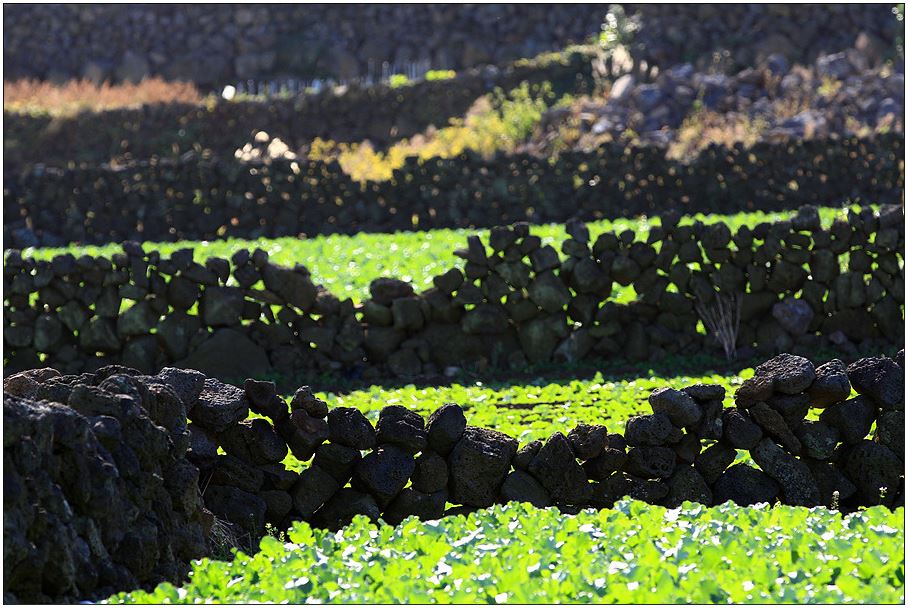 제주돌담.JPG
