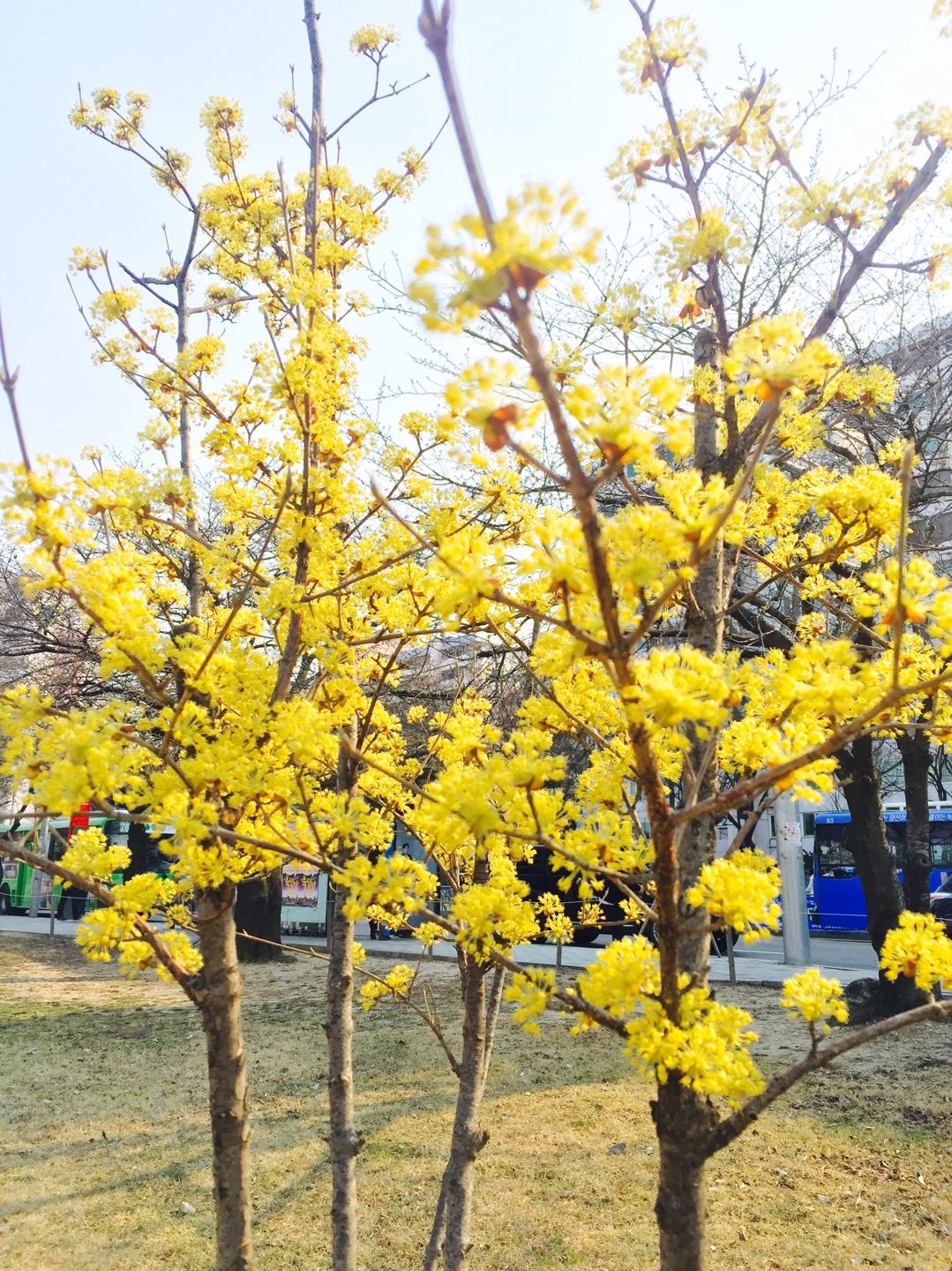 개나리.jpg : 봄바람 신바람 춤바람난 [관대한 15진] 주일 풍경