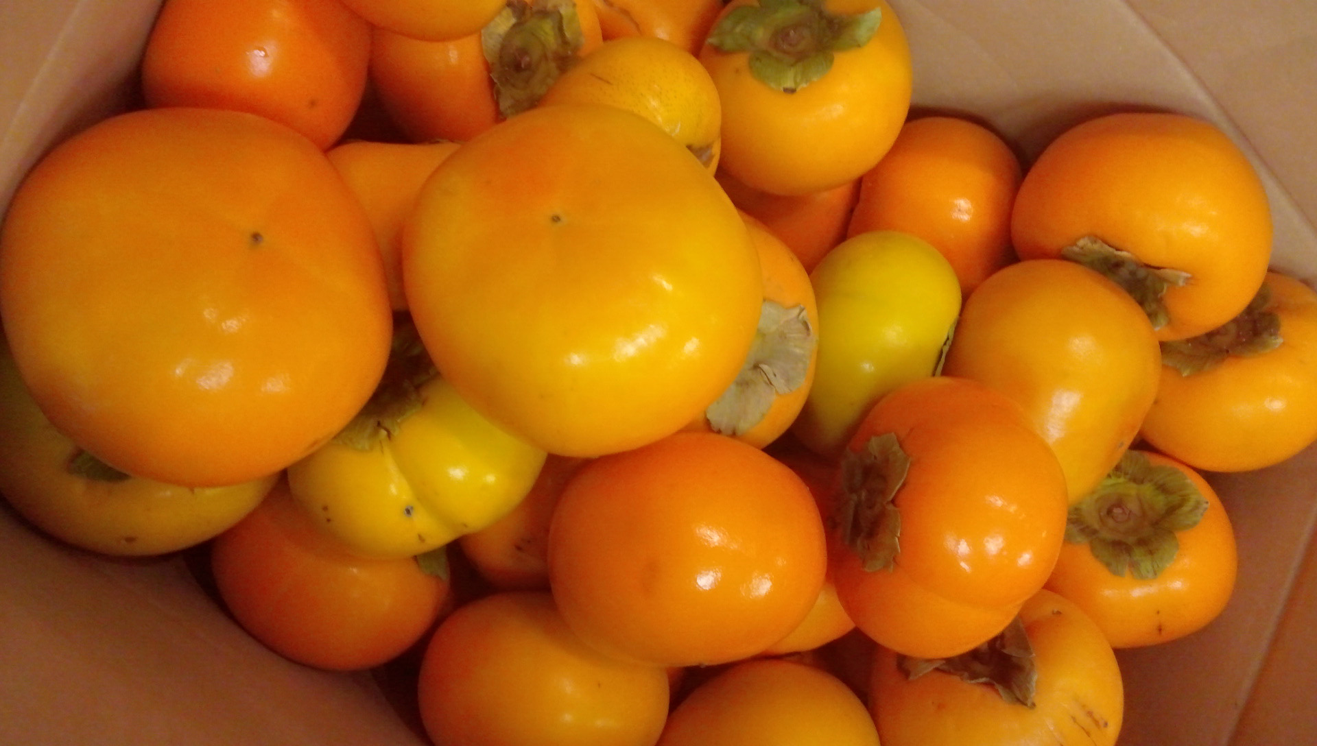 C360_2014-11-16-17-16-29-914.jpg : 2014 추수감사절, 헌물사역 보고서입니다. C360_2014-11-16-17-16-29-914.jpg : 2014 추수감사절, 헌물사역 보고서입니다.