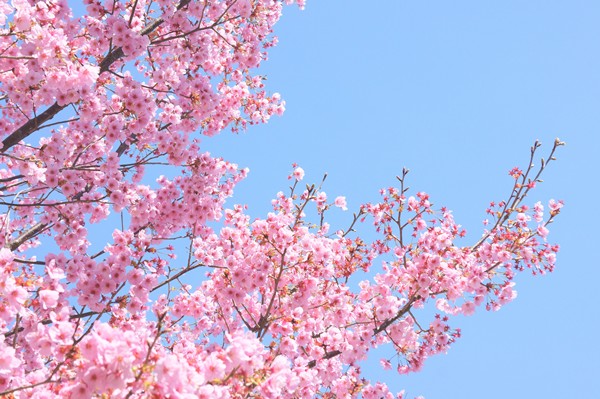봄벚꽃.jpg