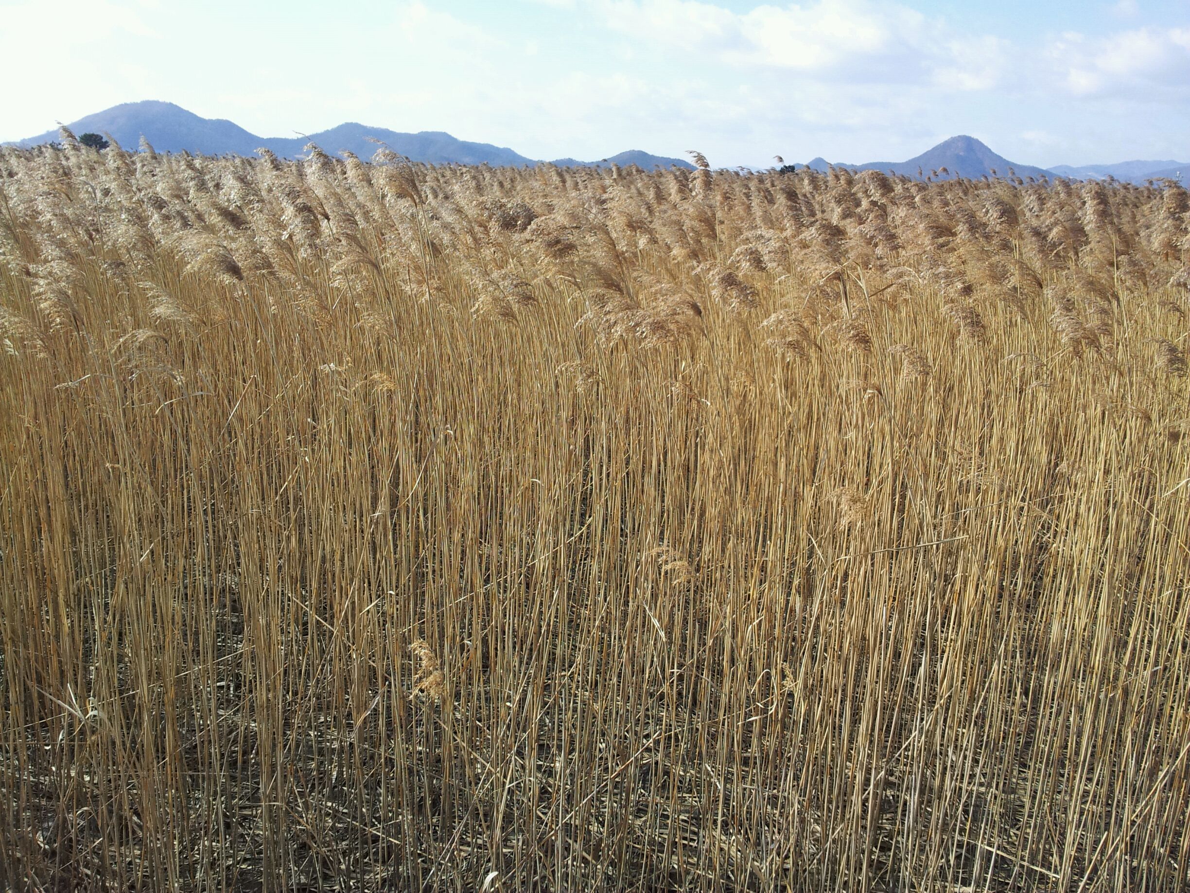 20130125_113438.jpg : 달릴 수 있어서  행복합니다^^19진 주일 보고서입니다!