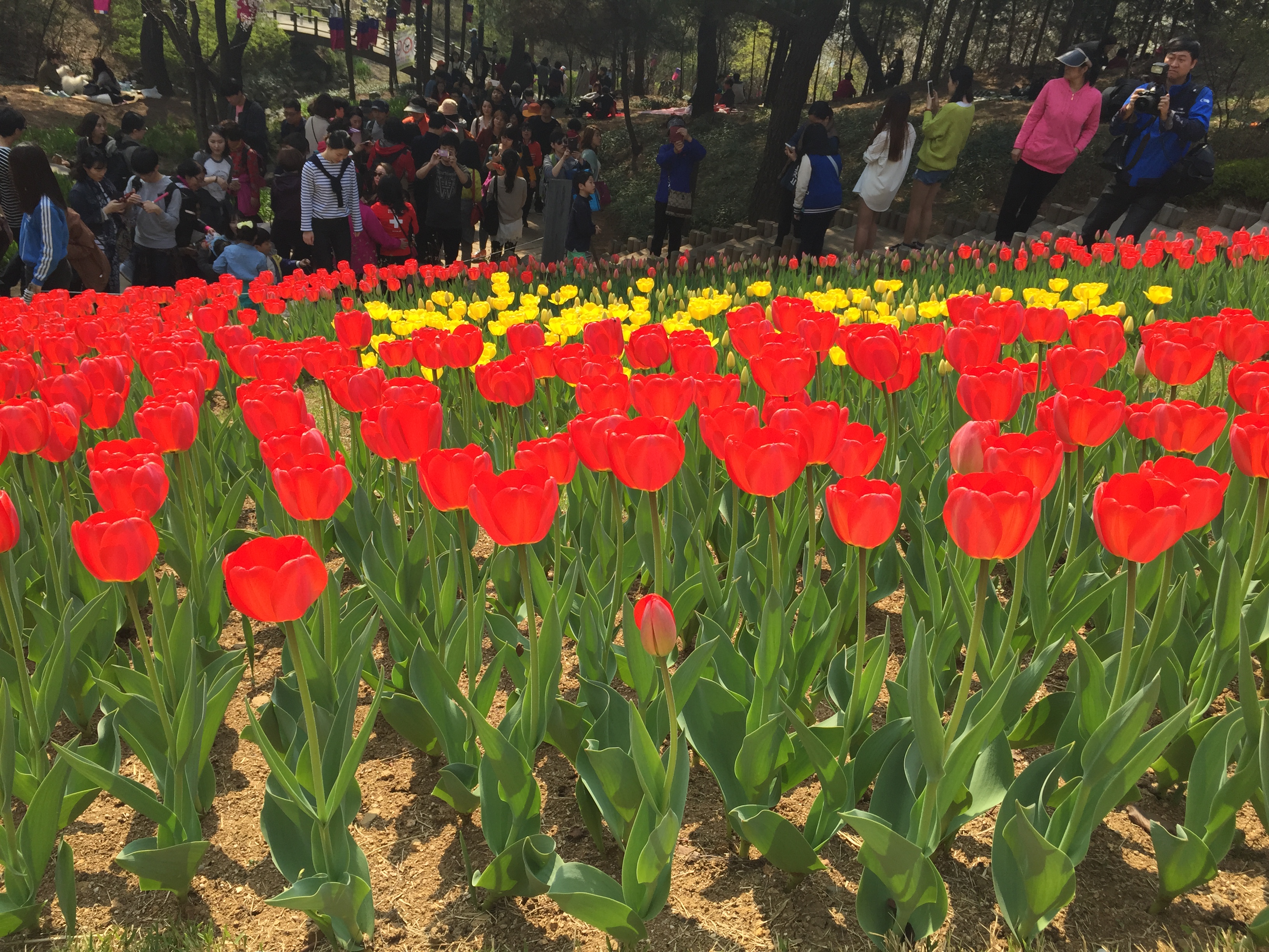 사본 -IMG_0348.jpg : 공감 15진 주일 보고 [꽃나드리 다녀왔쪄염~]