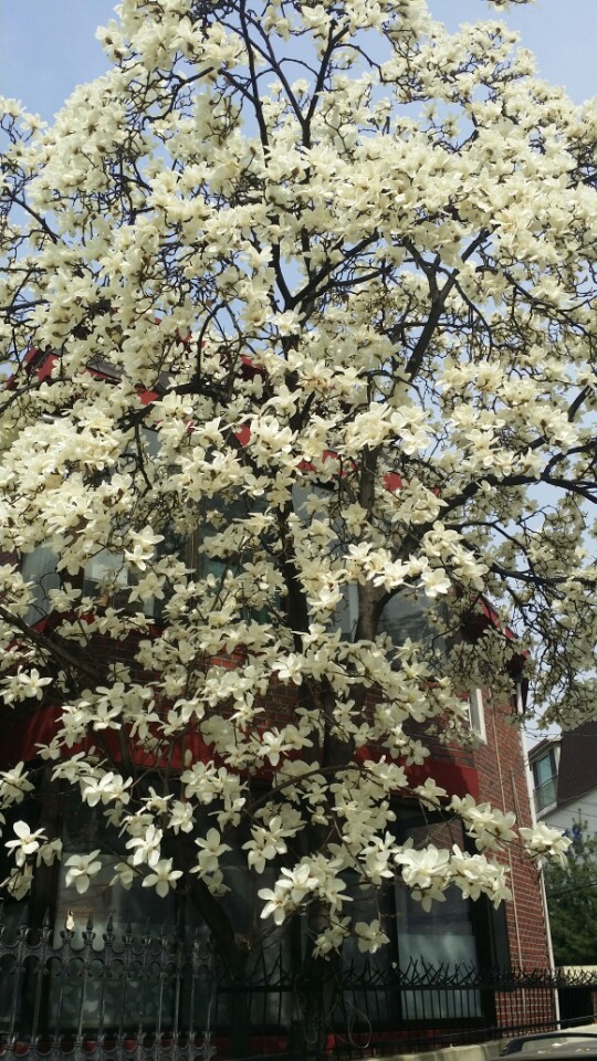 KakaoTalk_20160331_142619880.jpg : <여경지근8진> 영혼의 봄이 찾아오는 삶