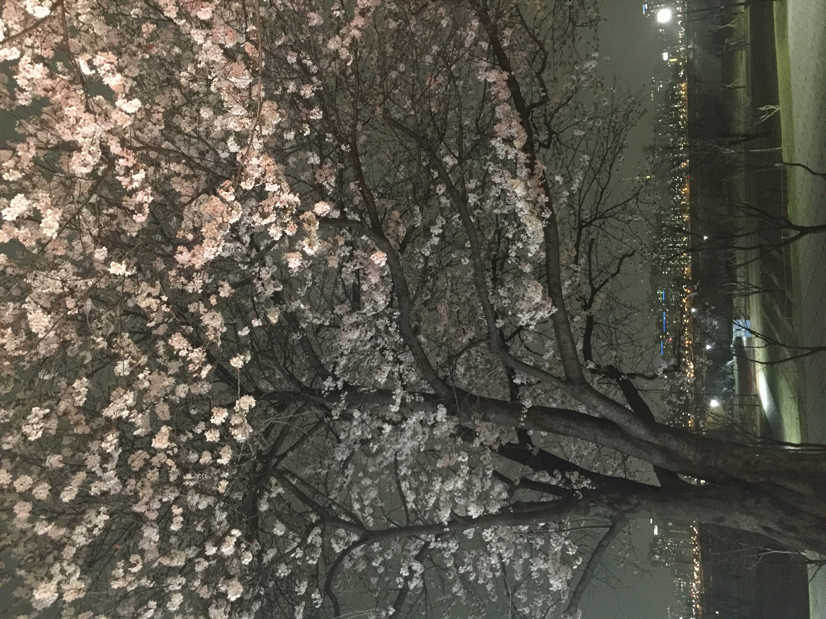 KakaoTalk_20160406_215326356.jpg : <여경지근 8진> 봄 향기