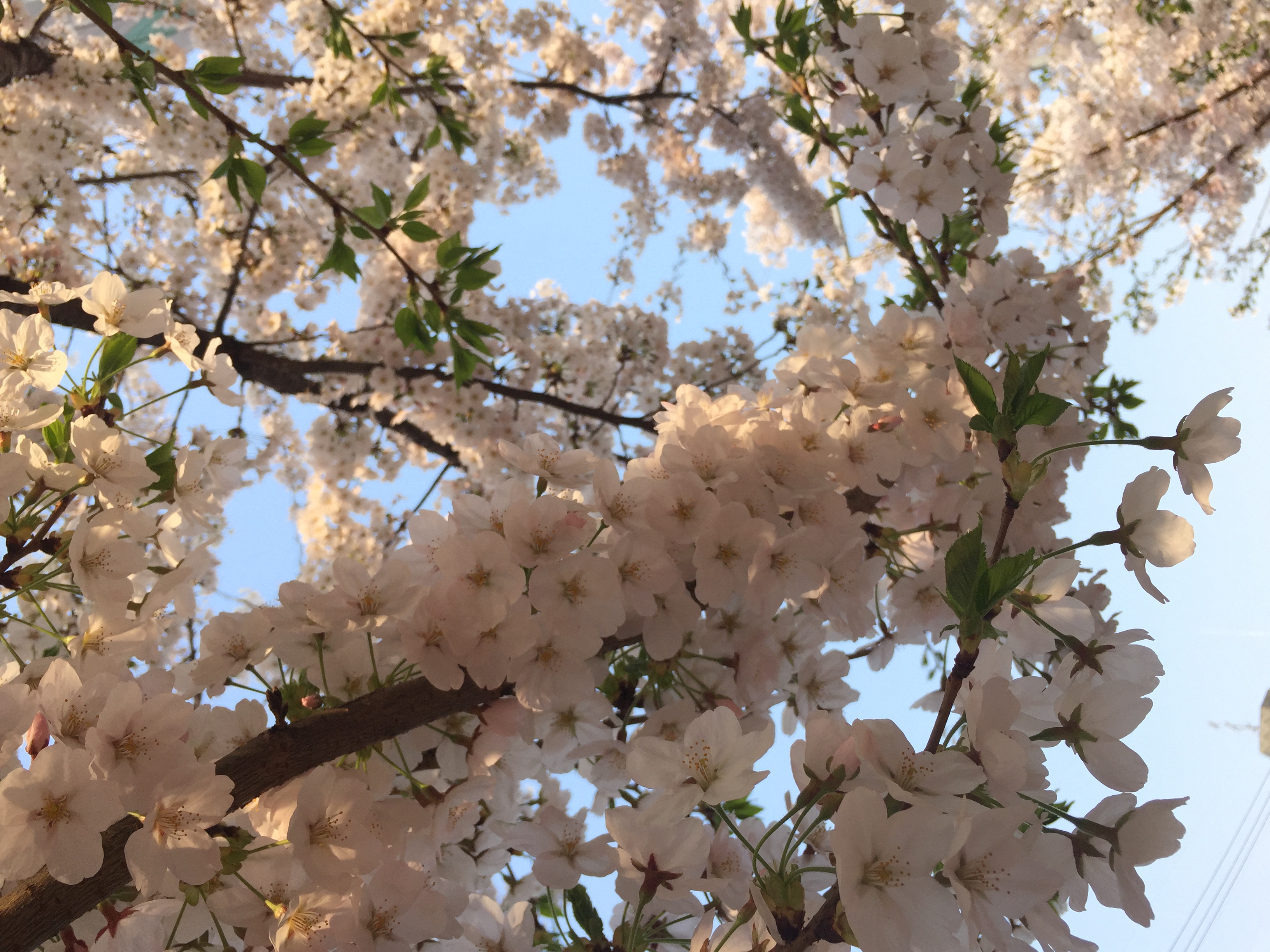 KakaoTalk_20160405_164540194.jpg : <여경지근 8진> 봄 향기