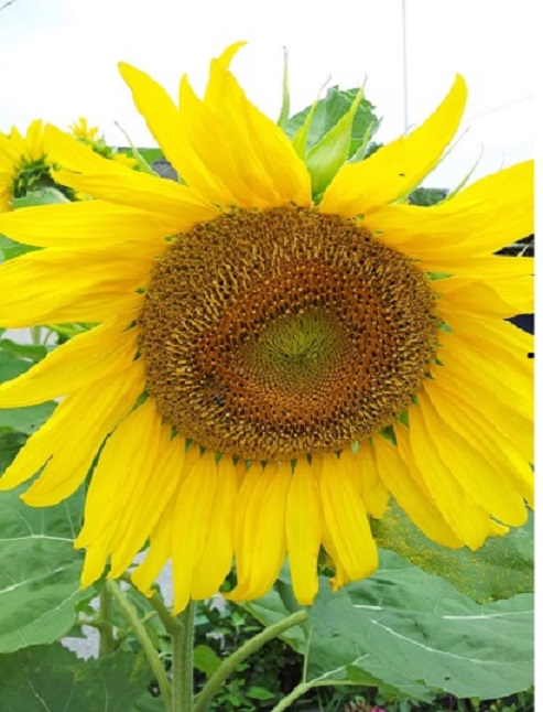 20130710_142340.jpg : 하나님께서 차려놓으신 잔치상에 숟가락만 얹었어요^^ 19진 주일 보고서입니다!